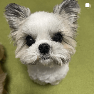 インスタグラムイメージ